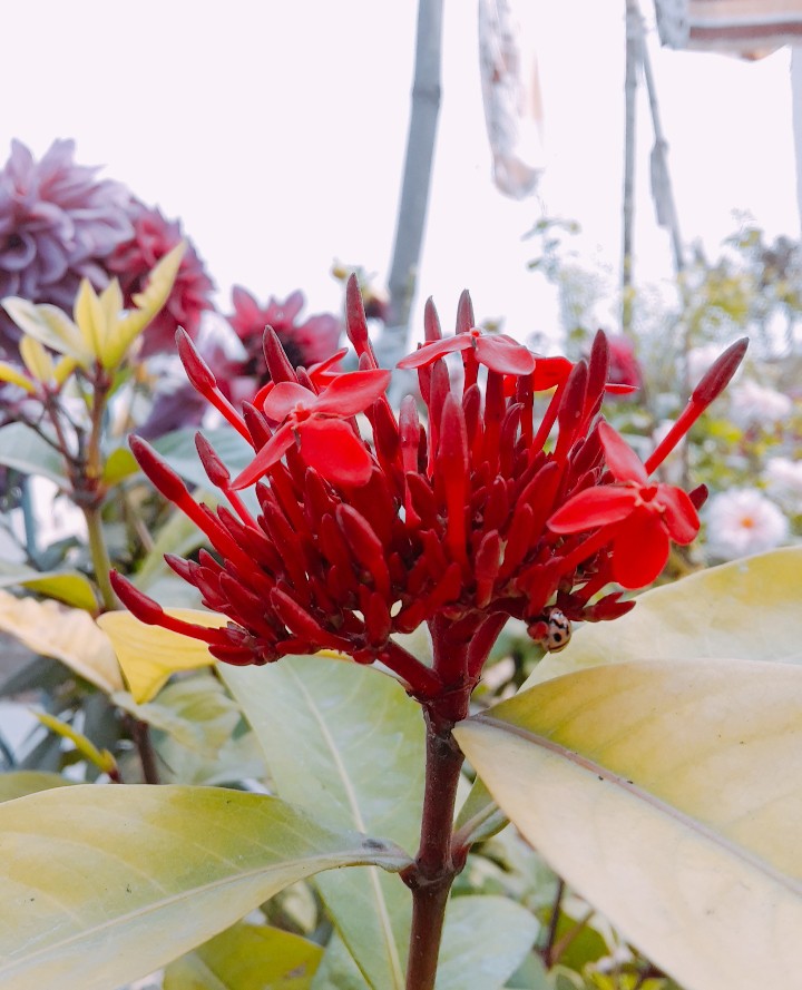 RED BEAUTY