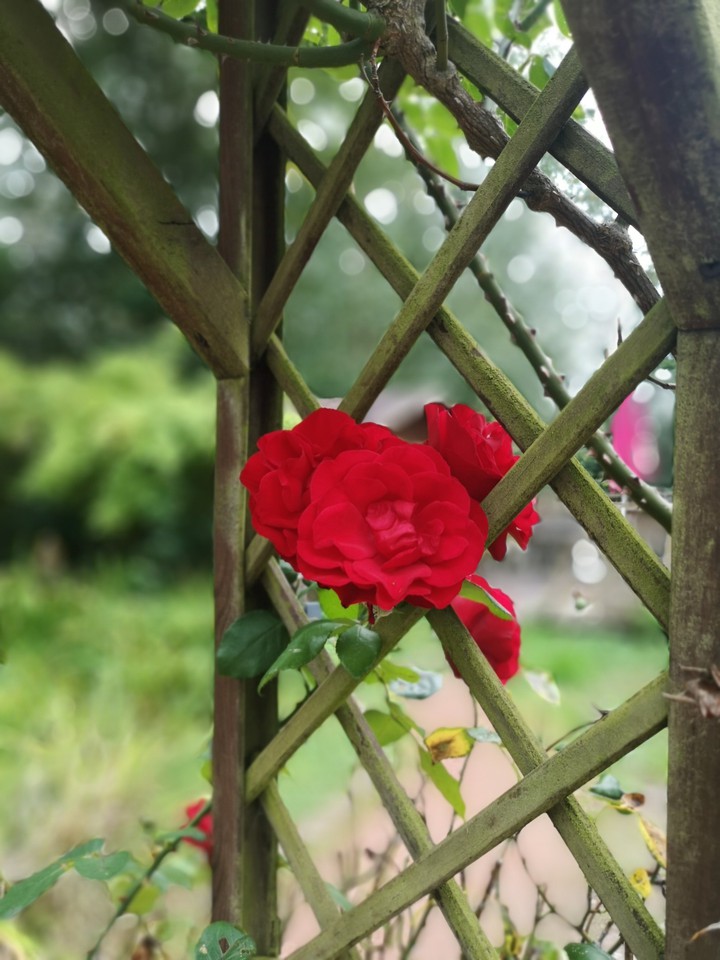red roses