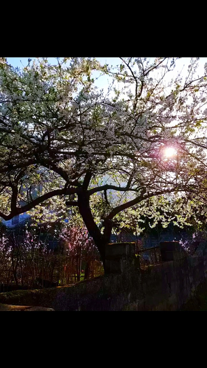Blossoms of the north