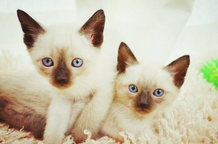 샴 고양이 쌍둥이