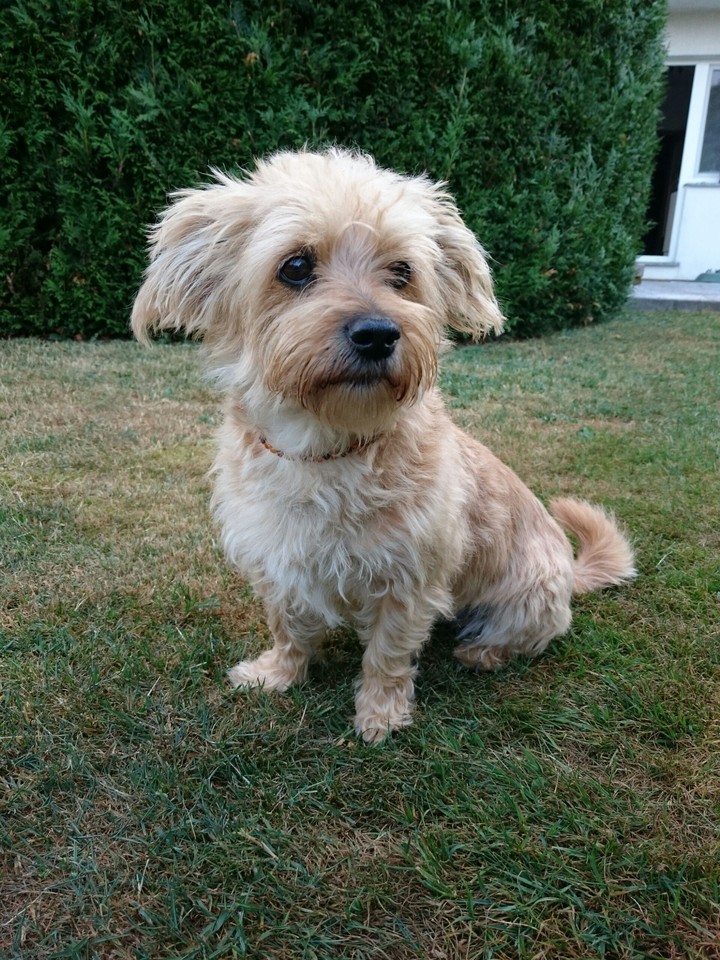 Yodapu Hund