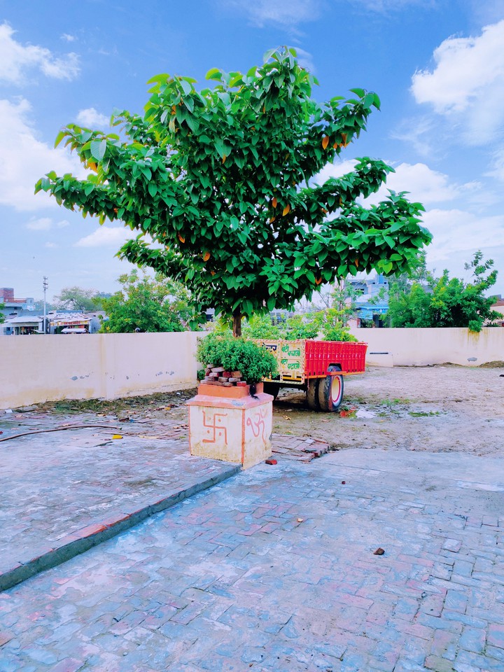 tree