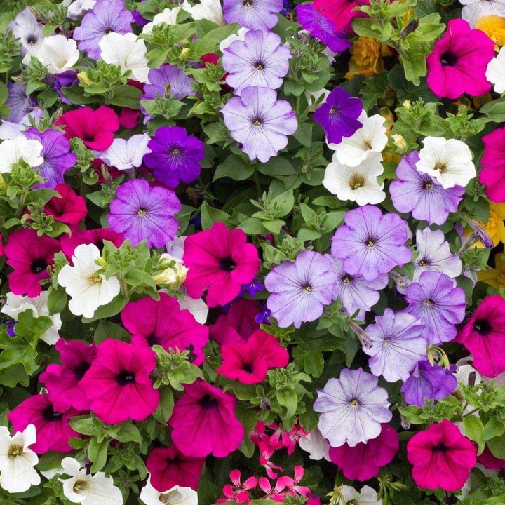Colorful flowers