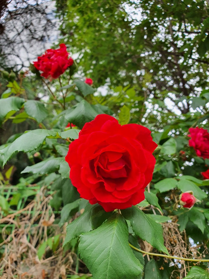 ROSE