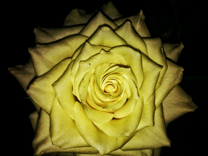 yellow rose