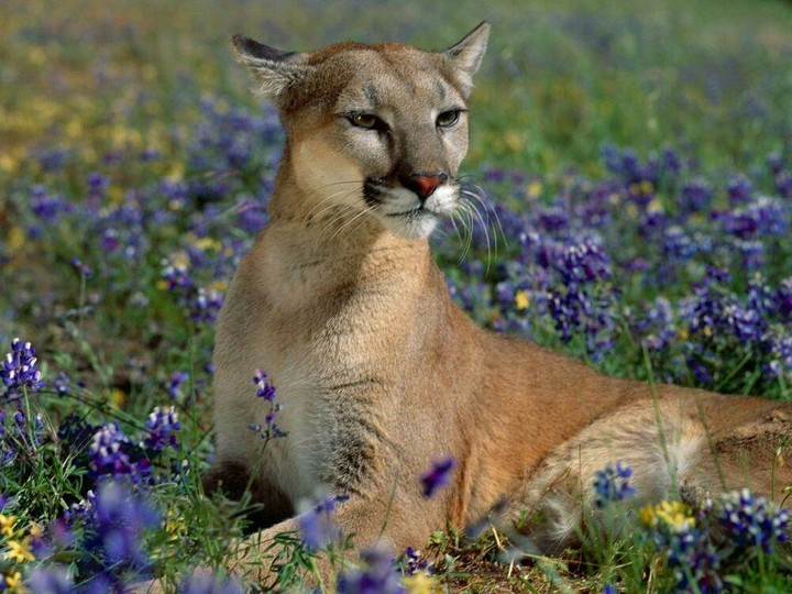PUMA