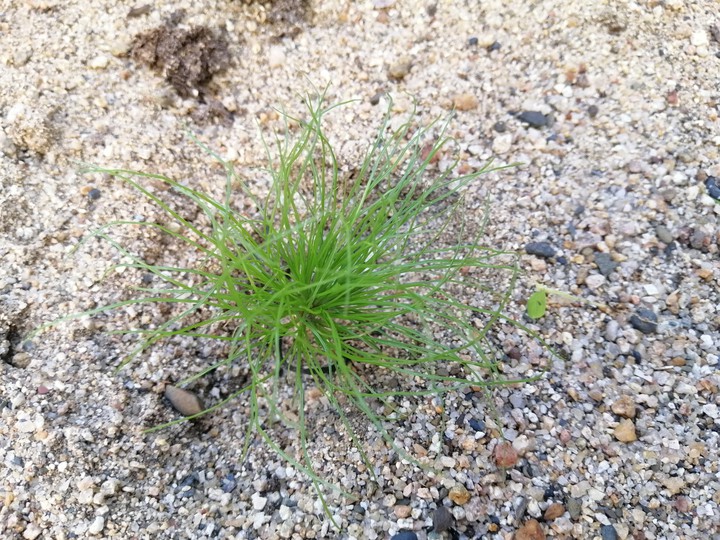 grass