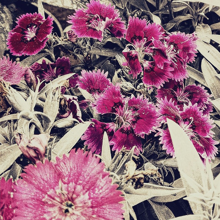 vinatge crimson