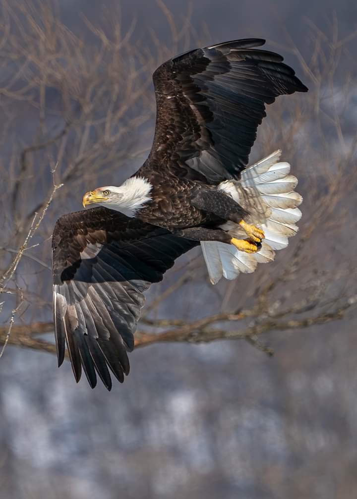 Eagle