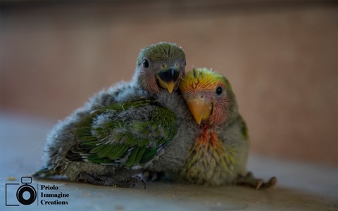 My friends parrots