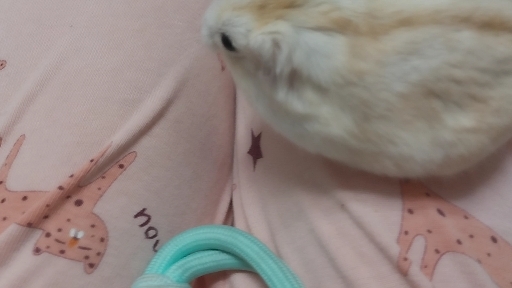 뭉치