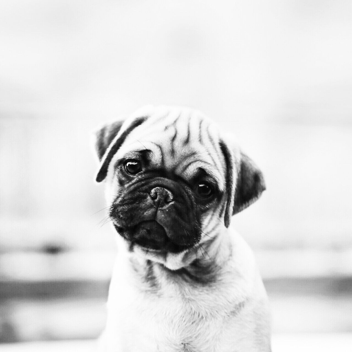 Sweet Dog❤