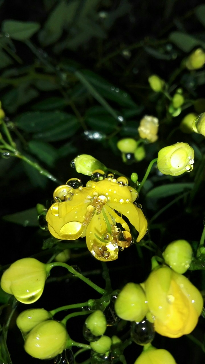 My grandmother flowers
