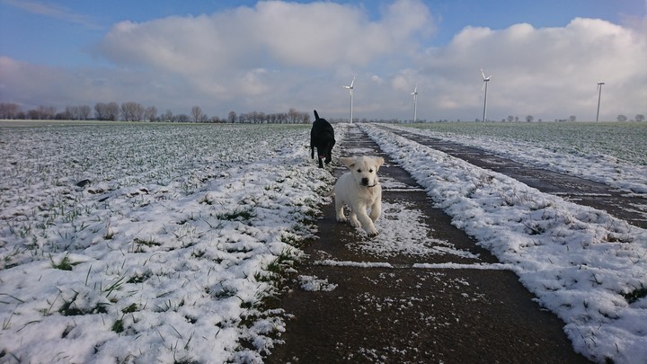 My two dogs