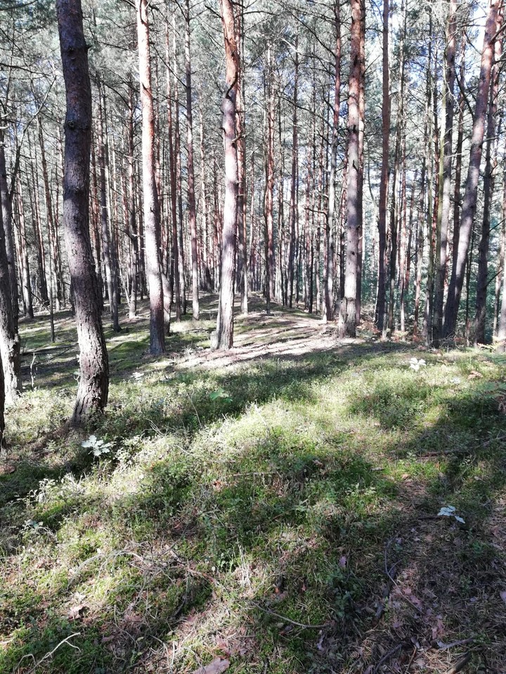 forest