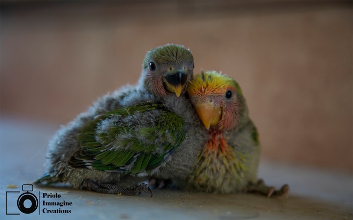 My friends parrots