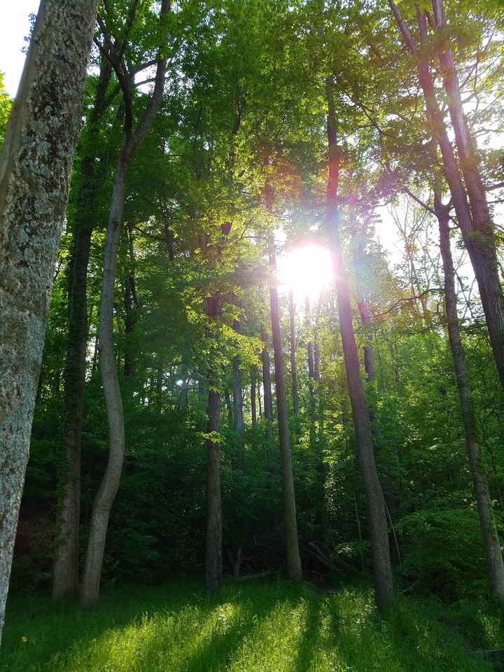 Magic Forest