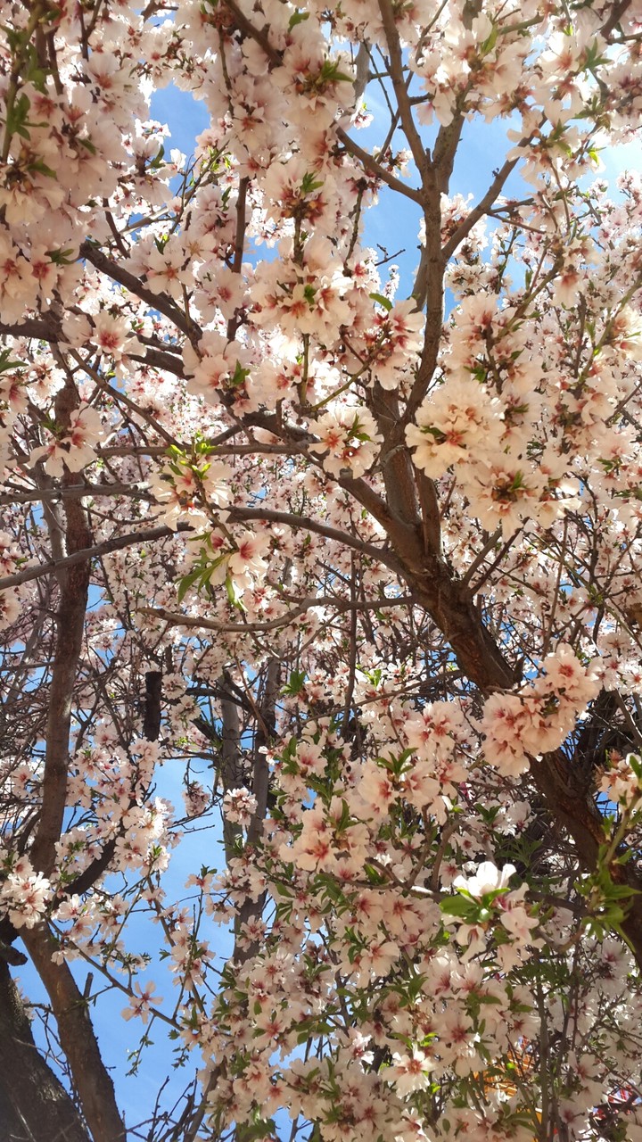 Flower Canopy