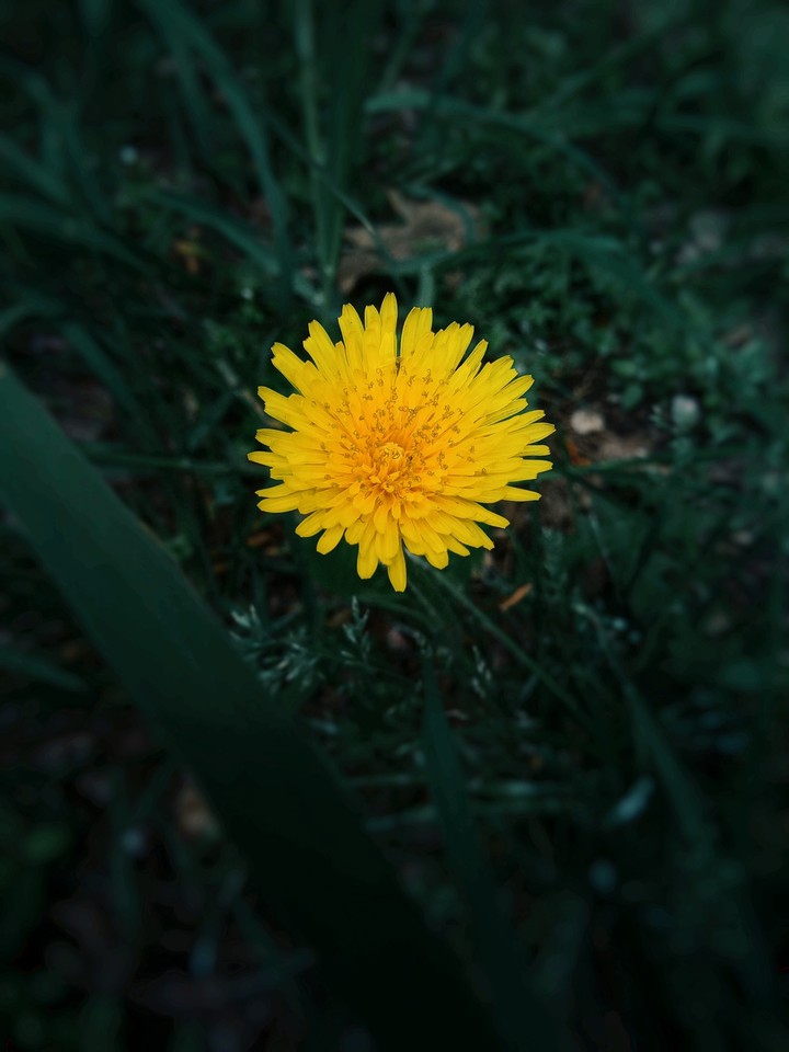 yellowflower
