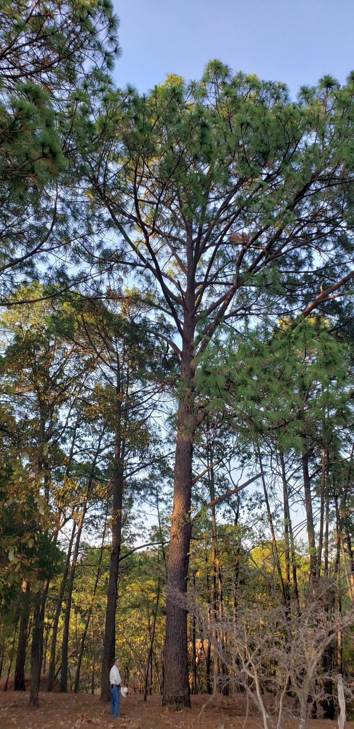 great tree