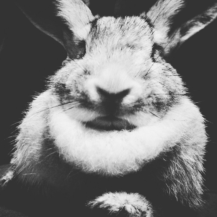 Bunny <3