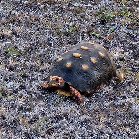 Tortuga