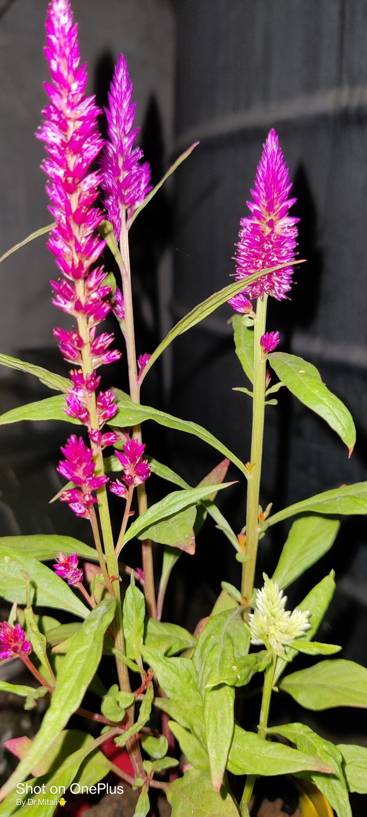 Celosia plant#TerraceGarden#Nightmode✨
