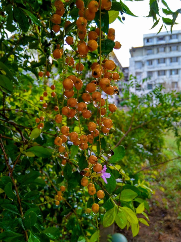 berries with water drops