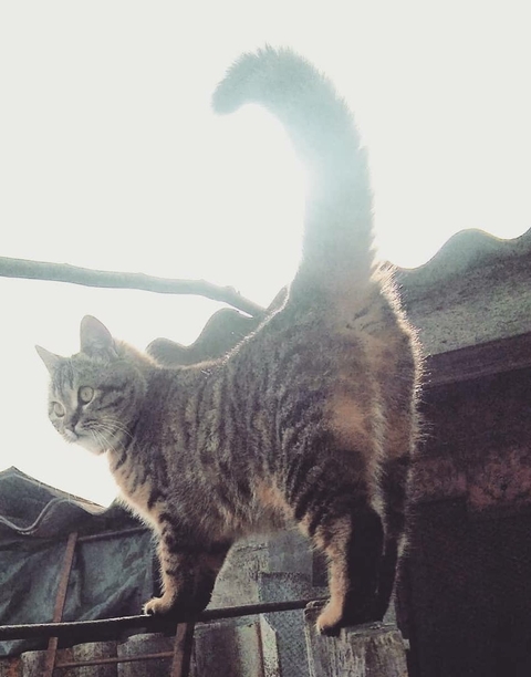 meow
