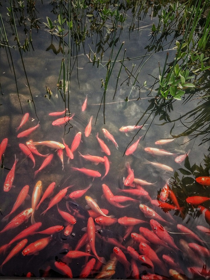 fish