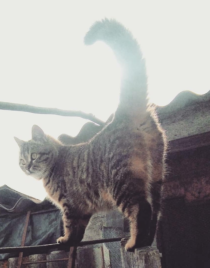 meow