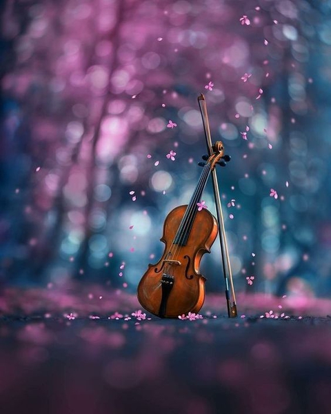 Violin