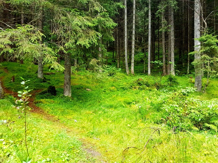 lost in the woods