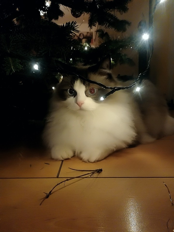cat