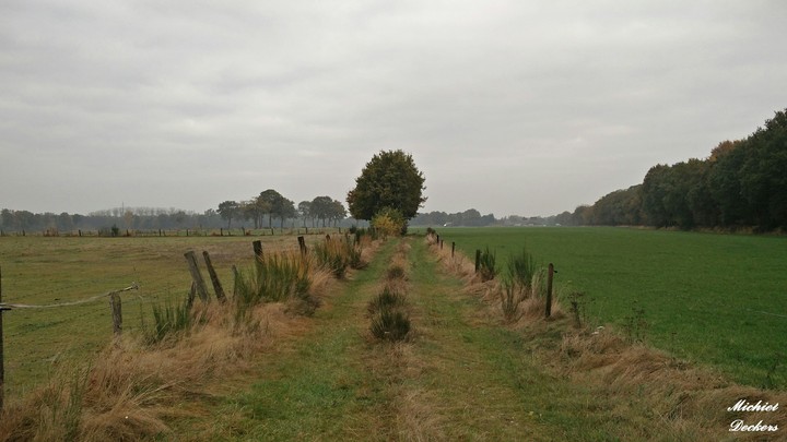 A road that stops at a lonely tree