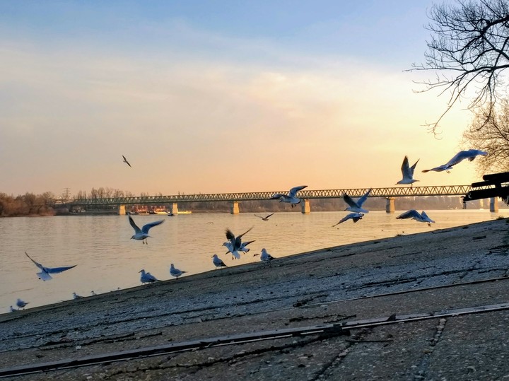 Seagulls