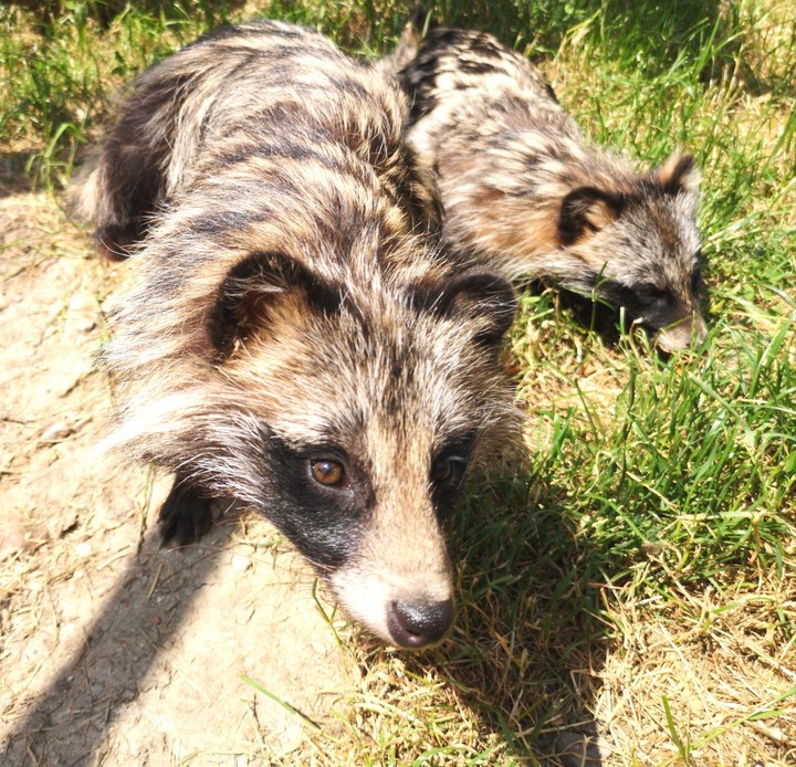 raccoon dog