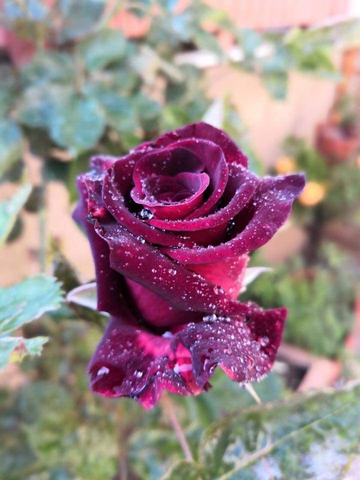 rose