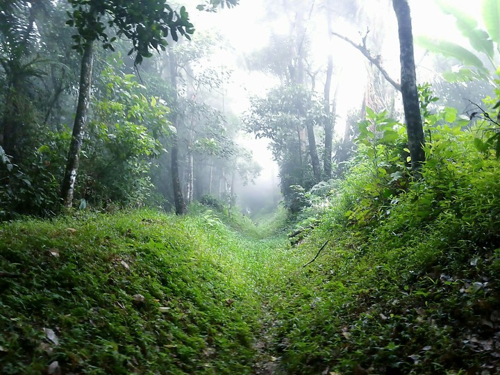 deep in the forest