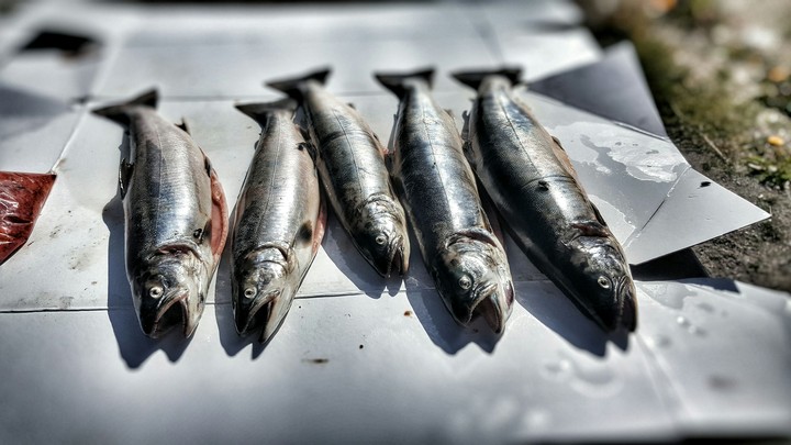 fish