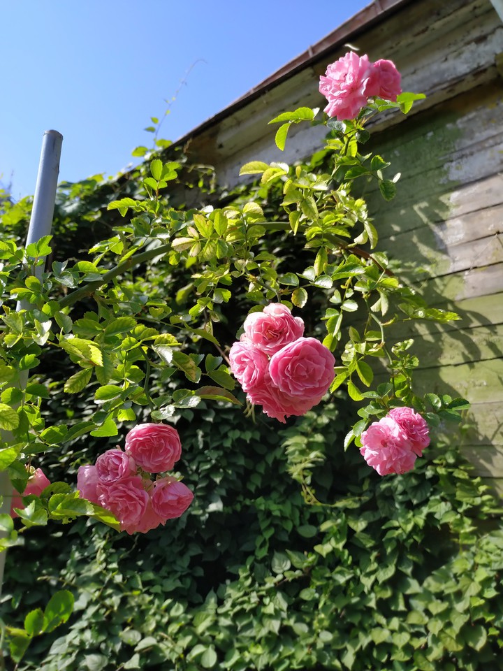 Rose