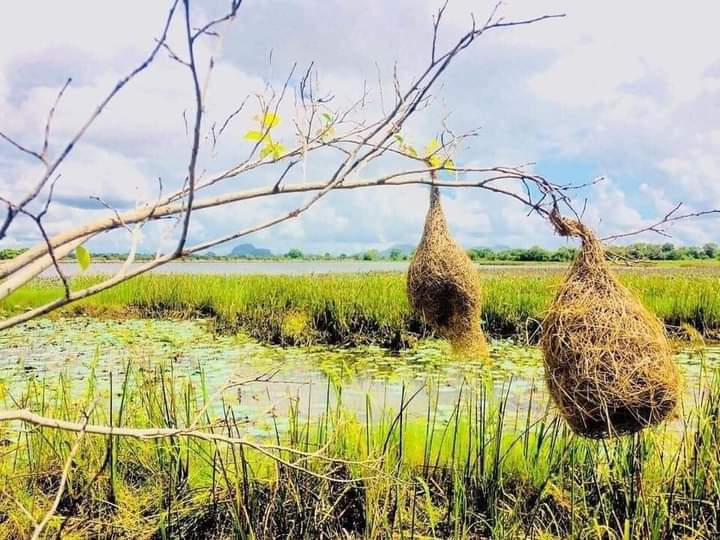 nest