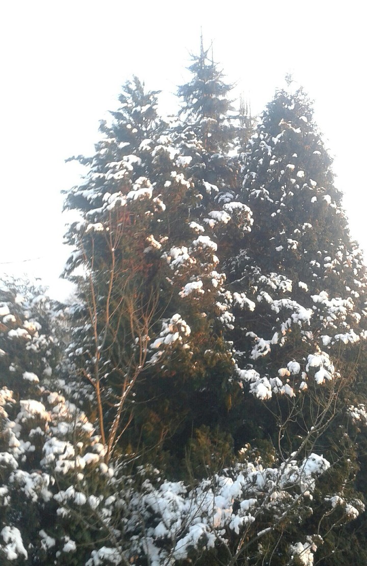 śnieg