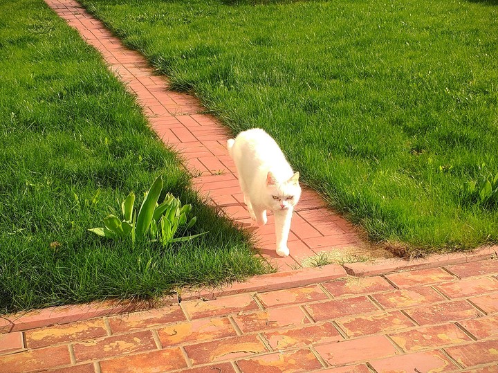 cat