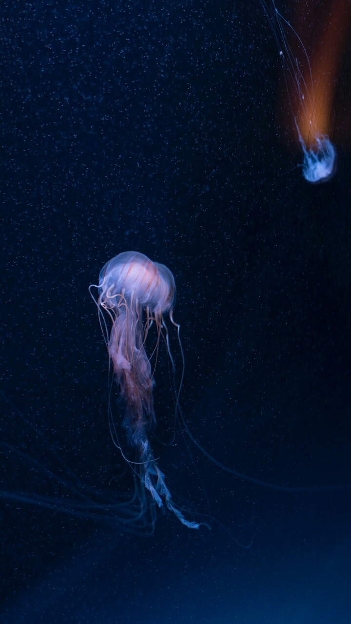Jellyfish