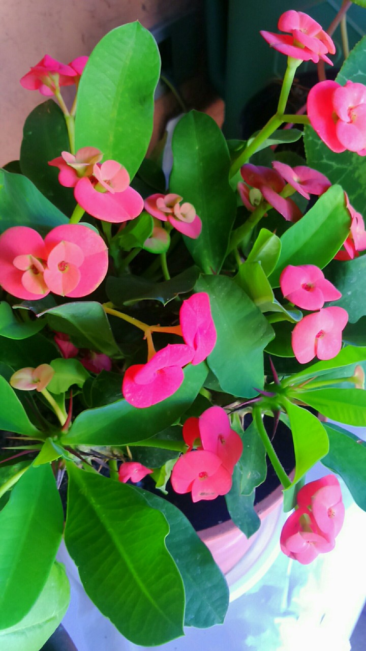 #piccoli #fiori #rosa