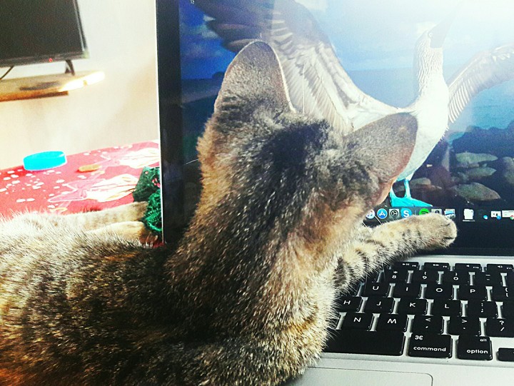 gatito