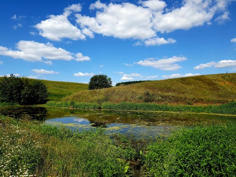 meadow, 生态系统壁纸