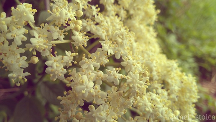 Elderflower