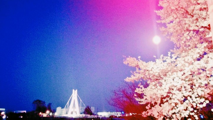 桜と満月と橋と